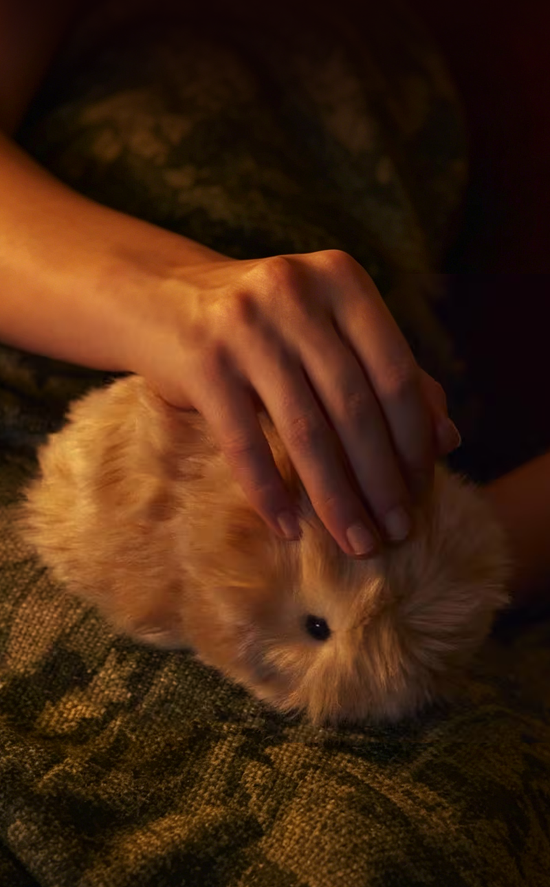 Lito resting in a person's hands